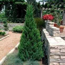 Blue Point Juniper Tree -Garden Plant Shop Blue Point Juniper 2