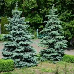 Blue Wonder Spruce Tree -Garden Plant Shop Blue Wonder Spruce 2