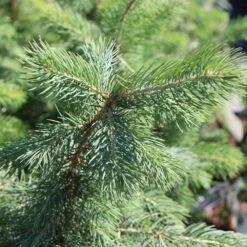 Blue Wonder Spruce Tree -Garden Plant Shop Blue Wonder Spruce 3