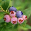 3-in-1 Blueberry Bush -Garden Plant Shop Blueberry 3in1 600x600 262c71d9 f306 4e4b 9cb6 9ed489508caf