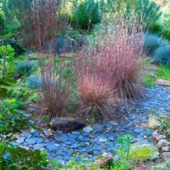 Blues Little Bluestem Grass -Garden Plant Shop Bluestem Grass The Blues 1 BB