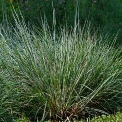 Blues Little Bluestem Grass -Garden Plant Shop Bluestem Grass The Blues 4