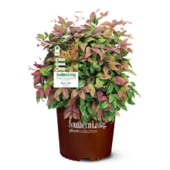 Blush Pink™ Nandina Shrub -Garden Plant Shop Blush Pink Nandina 6