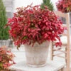 Blush Pink™ Nandina Shrub -Garden Plant Shop Blush Pink Nandina 600x600 cb84855b 9870 4eab 841c 84ea09275d8d