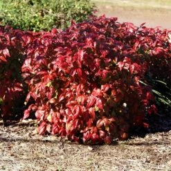 Blush Pink™ Nandina Shrub -Garden Plant Shop Blush Pink Nandina BB 1