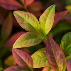 Blush Pink™ Nandina Shrub -Garden Plant Shop Blush Pink Nandina BB 6
