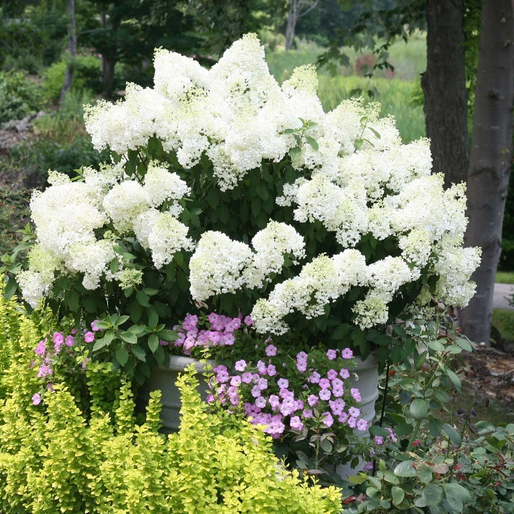 Bobo® Hydrangea Shrub 4 Bobo® Hydrangea Shrub - Image 2