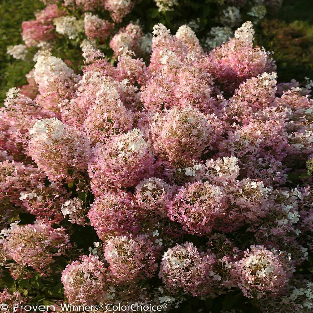 Bobo® Hydrangea Shrub 5 Bobo® Hydrangea Shrub - Image 3
