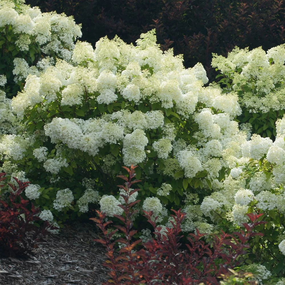 Bobo® Hydrangea Shrub 6 Bobo® Hydrangea Shrub - Image 4