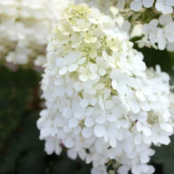 Bobo® Hydrangea Shrub 12 Bobo® Hydrangea Shrub -Garden Plant Shop Bobo Hyrangea 5