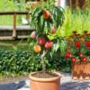 Bonanza Peach Tree -Garden Plant Shop Bonfire Peach tree BB 600x600 8e0e5e7f 6998 498f 82c0 34343fa83488