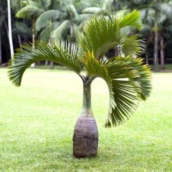 Bottle Palm Tree 8 Bottle Palm Tree -Garden Plant Shop Bottle Palm 1