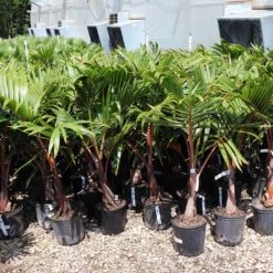 Bottle Palm Tree 9 Bottle Palm Tree -Garden Plant Shop Bottle Palm 3