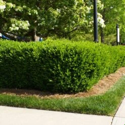 Titan Boxwood Shrub -Garden Plant Shop Boxwood Titan 5 BB