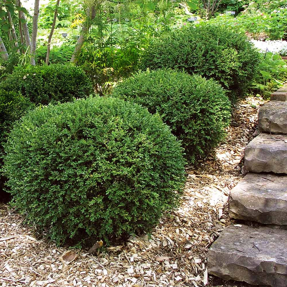 Wintergreen Boxwood Shrub 4 Wintergreen Boxwood Shrub - Image 2