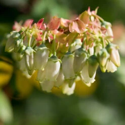 Brightwell Blueberry Bush -Garden Plant Shop Brightwell Blueberry 3