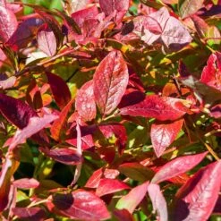 Brightwell Blueberry Bush -Garden Plant Shop Brightwell Blueberry 6