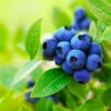 Brightwell Blueberry Bush -Garden Plant Shop Brightwell Blueberry BB 600x600 4073f3ad 9e27 40a7 a70b d4c5890da2df