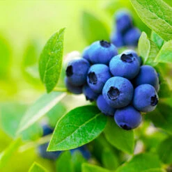 Brightwell Blueberry Bush