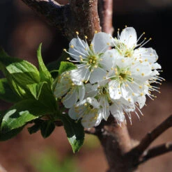 Bubblegum 'Toka' Plum Tree 10 Bubblegum 'Toka' Plum Tree -Garden Plant Shop Bubblegum Toka Plum 4