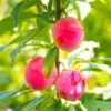 Bubblegum 'Toka' Plum Tree -Garden Plant Shop Bubblegum Toka Plum BB 600x600 44e40161 b14c 4901 89f5 dd94f4523200