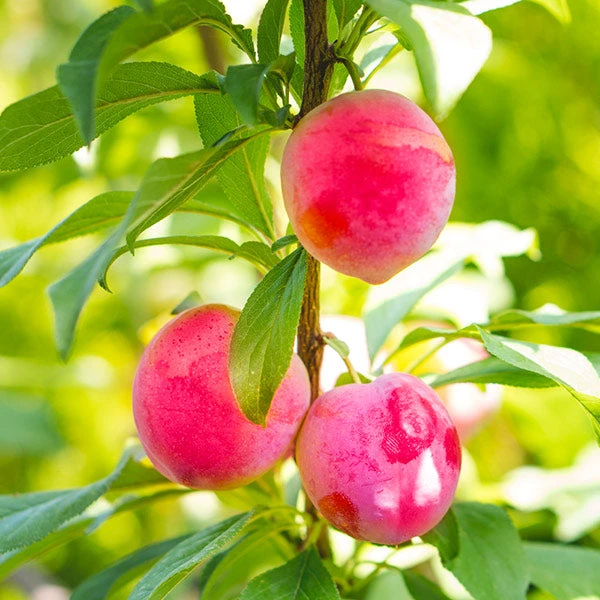 Bubblegum 'Toka' Plum Tree 3 Bubblegum 'Toka' Plum Tree