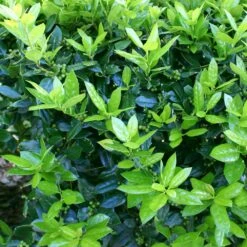Dwarf Burford Holly Shrub -Garden Plant Shop Burford holly 4 BB