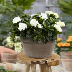 Buttons Gardenia Shrub -Garden Plant Shop Buttons Gardenia 2 BB