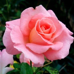 Cherish Rose Tree -Garden Plant Shop CHerish Rose Tree 3BB