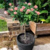 Cherish Rose Tree -Garden Plant Shop CHerish Rose Tree 600x600 db9f8d6a 4fe4 4029 aaf9 97938926805d