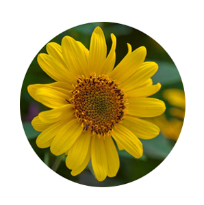 Garden Plant Shop -Garden Plant Shop CPG9SO818566@94OG