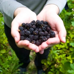 Black Raspberry Bush 8 Black Raspberry Bush -Garden Plant Shop CUmberland Black RAspberry 2 BB
