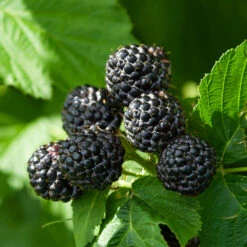 Black Raspberry Bush 9 Black Raspberry Bush -Garden Plant Shop CUmberland Black RAspberry 6 BB
