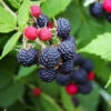 Black Raspberry Bush 2 Black Raspberry Bush -Garden Plant Shop CUmberland Black RAspberry BB 600x600 c370b71d 47a2 4f33 883f 632ce4746a12