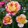 Camille Pissarro™ Rose -Garden Plant Shop Camille Pissarro BB 600x600 9c9f74ec e6c0 4db9 83f2 e361ab593ec0