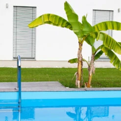 Dwarf Cavendish Banana Tree -Garden Plant Shop Cavendish Banana 1