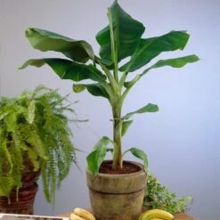 Dwarf Cavendish Banana Tree -Garden Plant Shop Cavendish Banana 4