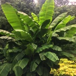Dwarf Cavendish Banana Tree -Garden Plant Shop Cavendish Banana 6 BB