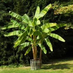 Smoothie Kit 15 Smoothie Kit -Garden Plant Shop Cavendish Banana 7 cc28a1b1 e024 4f8f 924a 933b875764f6