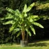 Dwarf Cavendish Banana Tree -Garden Plant Shop Cavendish Banana BB 600x600 939152a4 d4bf 4a5e ac33 3c34c81cf01b