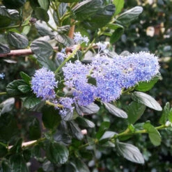 Yankee Point California Lilac -Garden Plant Shop Ceanothus Yankee Point 2