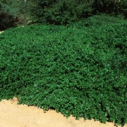 Yankee Point California Lilac -Garden Plant Shop Ceanothus Yankee Point 5
