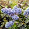 Yankee Point California Lilac -Garden Plant Shop Ceanothus Yankee Point BB 600x600 6fff9423 4d6e 4e78 9ef2 4f2194a09a04
