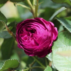 Celestial Night™ Rose Tree -Garden Plant Shop Celestial Night Rose Tree 1 BB