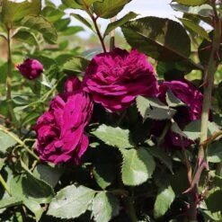 Celestial Night™ Rose Tree -Garden Plant Shop Celestial Night Rose Tree 5 BB 5ba8a411 0647 49d9 8ba3 f2427d7c935a