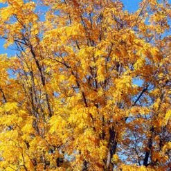 Chandler Walnut Tree -Garden Plant Shop Chandler Walnut 1