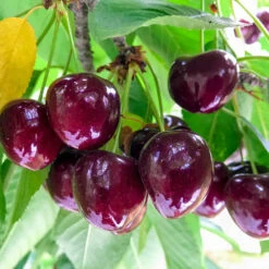 Chelan Cherry Tree 8 Chelan Cherry Tree -Garden Plant Shop Chelan Cherry 1