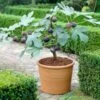 Chicago Hardy Fig Tree -Garden Plant Shop Chicago Hardy Fig BB 600x600 4dd0dad3 af19 405d 9de0 a010962357c0