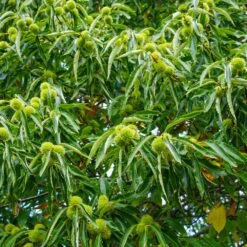 Chinese Chestnut Tree -Garden Plant Shop Chinese Chestnut 1 BB