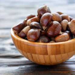 Chinese Chestnut Tree -Garden Plant Shop Chinese Chestnut 5 BB